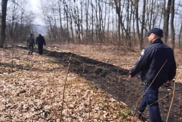 На Тернопільщині проводять рейди, щоб зберегти ліс від незаконних рубок