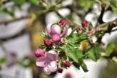Як боротися з яблуневим квіткоїдом?