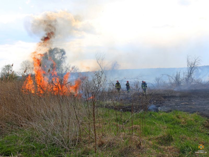 Поблизу Тернополя згоріло 4 гектари очерету: паліїв шукають? (Фото)