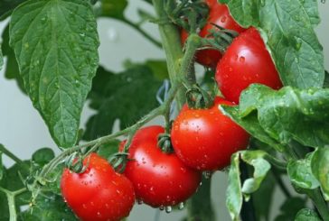 Чи потрібно обривати нижнє листя у томатів?