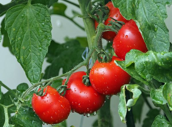Врожай помідорів покращить кропива