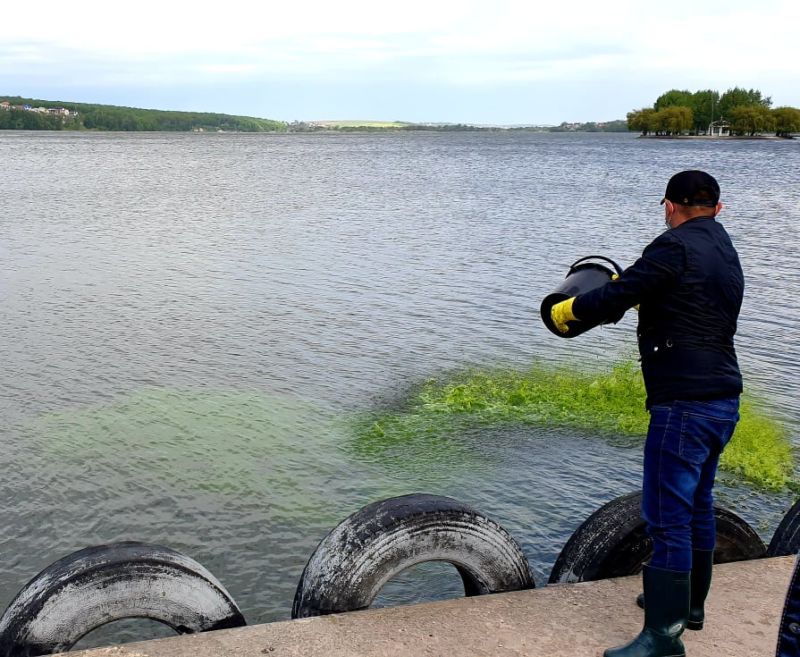 У Тернопільський став внесли спеціальні водорості – це дозволить покращити якість води