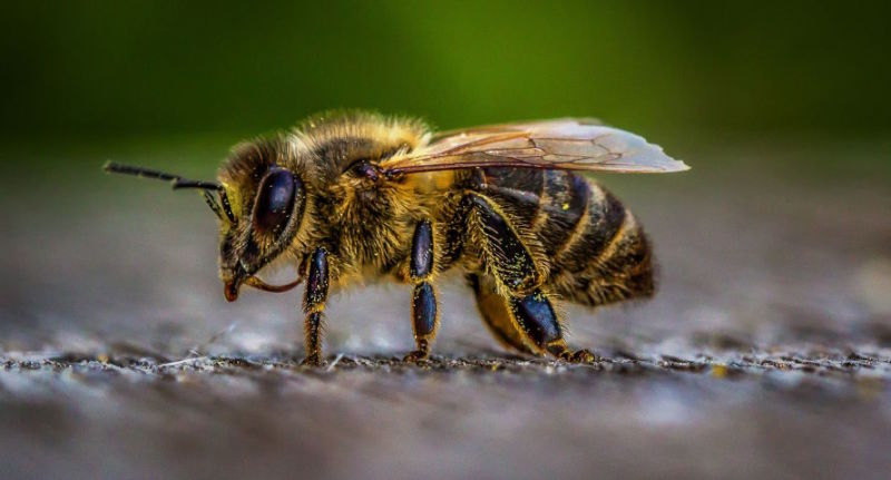 Жителів Тернопільщини покусали бджоли