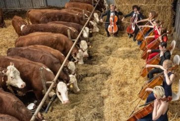 У Данії влаштовують концерти для корів