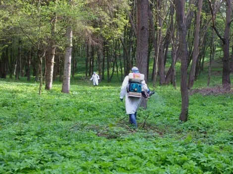 У Тернополі, на території дитсадків та в парках, знищуватимуть кліщів