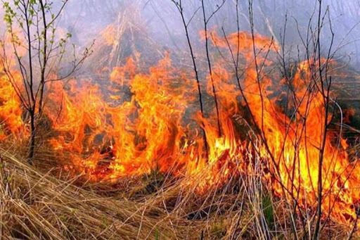 На Шумщині підпалили суху траву: вогонь перекинувся на ліс