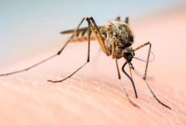 Обережно, комарі: що приваблює цих комах, як їх відлякати та чим обробляти місця укусів