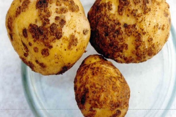 В одному з сіл Тернопільщини виявили «хвору» картоплю