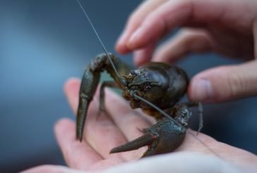 На Тернопільщині завершено заборону на лов раків