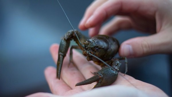 На Тернопільщині завершено заборону на лов раків