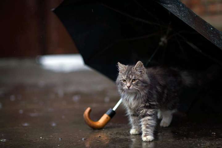 Не забудьте парасольки: на Тернопільщині сьогодні може дощити