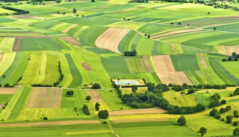 Які сільськогосподарські культури вирощують на Тернопільщині