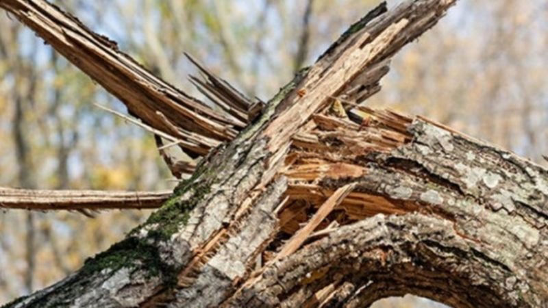 Дерево смертельно травмувало молодого жителя Тернопільщини