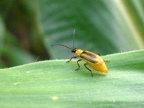 На Тернопільщині збільшуються площі зараження західним кукурудзяним жуком