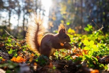 Сьогодні буде сонячно й тепло