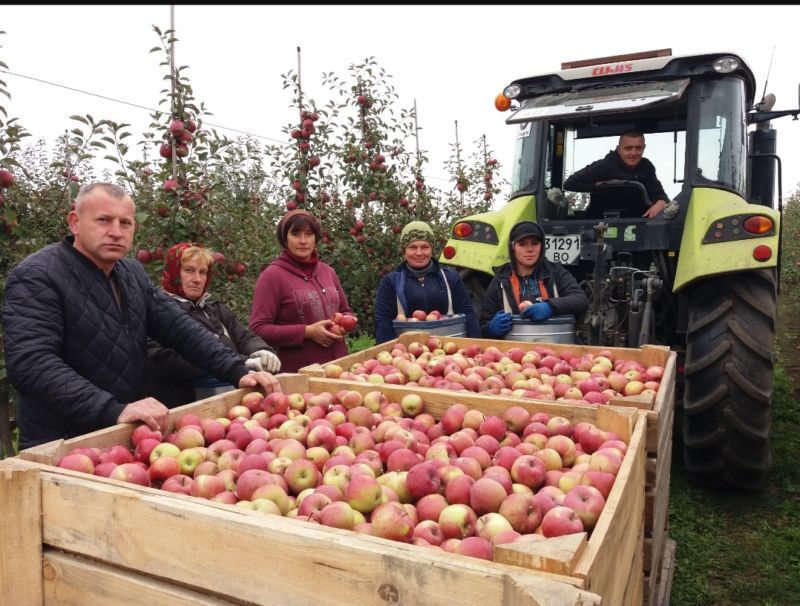 Сад Миколи Пилипіва: у ПАП «АРКАДІЯ» на Гусятинщині зібрали рекордний урожай яблук