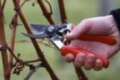 Як підготувати виноград до зими: прості правила, які допоможуть рослинам пережити холоди