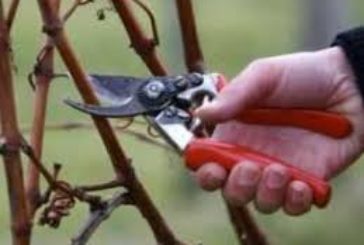 Як підготувати виноград до зими: прості правила, які допоможуть рослинам пережити холоди