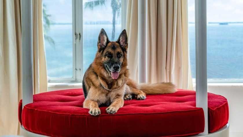 У Маямі найбагатший собака світу «продає» свій маєток