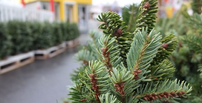 З 15 грудня у Тернополі розпочнеться продаж новорічних ялинок: де можна купити