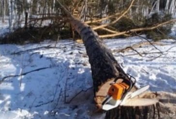 Трагедія на Тернопільщині: в лісі на чоловіка впало дерево