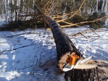 Трагедія на Тернопільщині: в лісі на чоловіка впало дерево