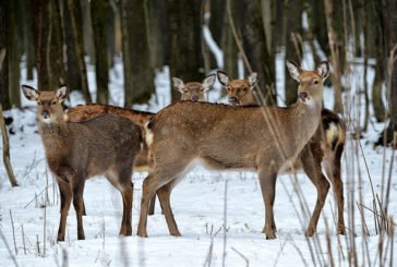 Плямисті олені - окраса одного з лісництв на Тернопільщині (фото)