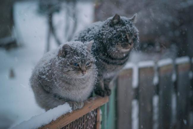На Тернопільщині сніжитиме й похолодає