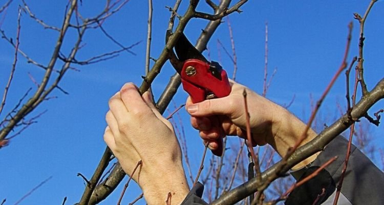 Обрізаємо сад у лютому: прості правила, які допоможуть не нашкодити деревам