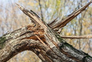 Дерево смертельно травмувало жителя Тернопільщини
