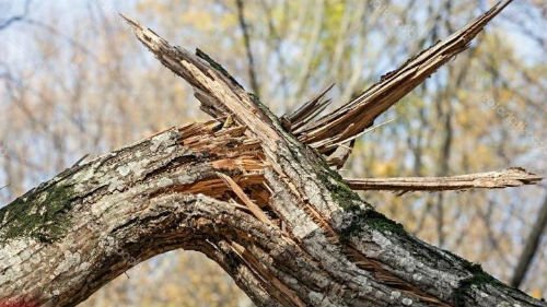 Дерево смертельно травмувало жителя Тернопільщини