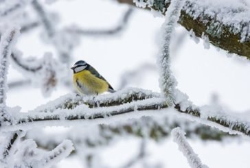 На Тернопільщині п’ятниця буде прохолодною, ймовірний невеликий сніг