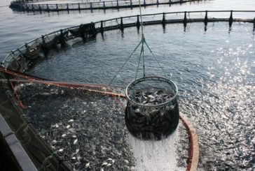 Що перешкоджає веденню рибного господарства на Тернопільщині