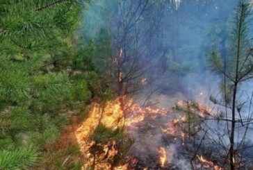 Паліїв не спиняє навіть війна: на Тернопільщині вигоріли гектари лісу