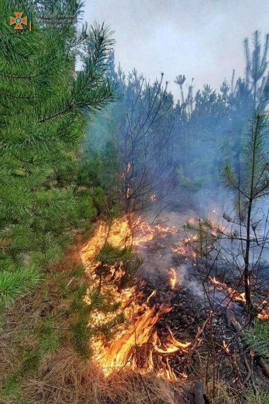 Паліїв не спиняє навіть війна: на Тернопільщині вигоріли гектари лісу