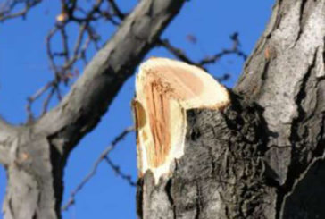 На Тернопільщині дерево смертельно травмувало пенсіонера