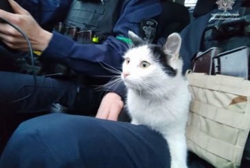 На Тернопільщині патрульні розповіли зворушливу історію врятування котика