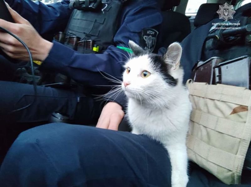 На Тернопільщині патрульні розповіли зворушливу історію врятування котика