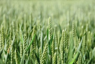 На Тернопільщині збільшили площі посіву ярої пшениці