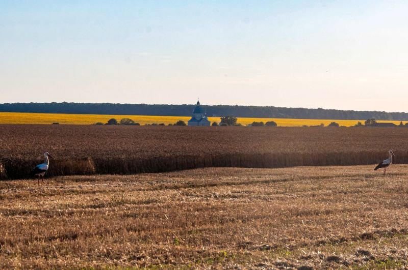 На Тернопільщині зібрали перші 100 тисяч тонн зерна