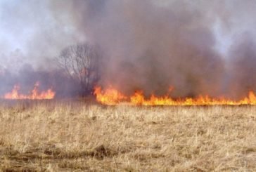 На Тернопільщині ледь не згоріли 50 гектарів пшениці