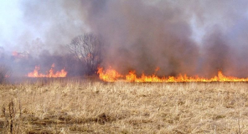 На Тернопільщині ледь не згоріли 50 гектарів пшениці
