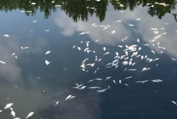 Чому в Тернопільському ставі загинула риба?