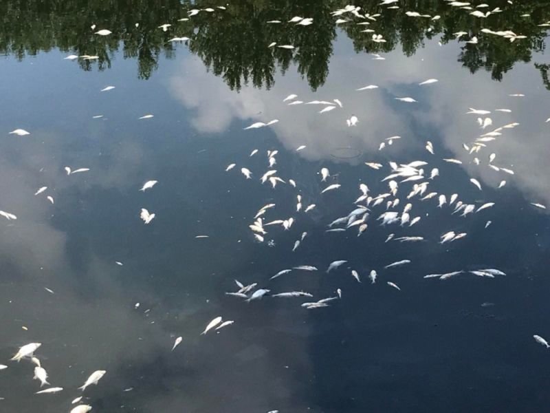 Чому в Тернопільському ставі загинула риба?