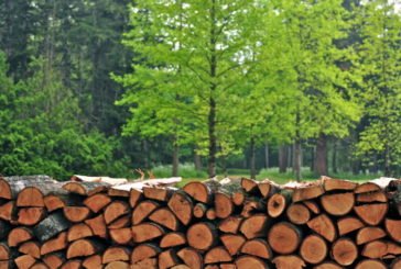 У лісництвах спростили процедуру купівлі дров