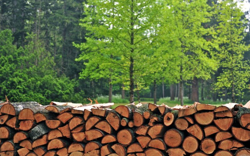 У лісництвах спростили процедуру купівлі дров