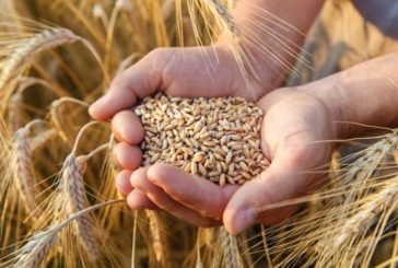 Аграрії Тернопільщини зібрали 1,2 млн тонн зерна