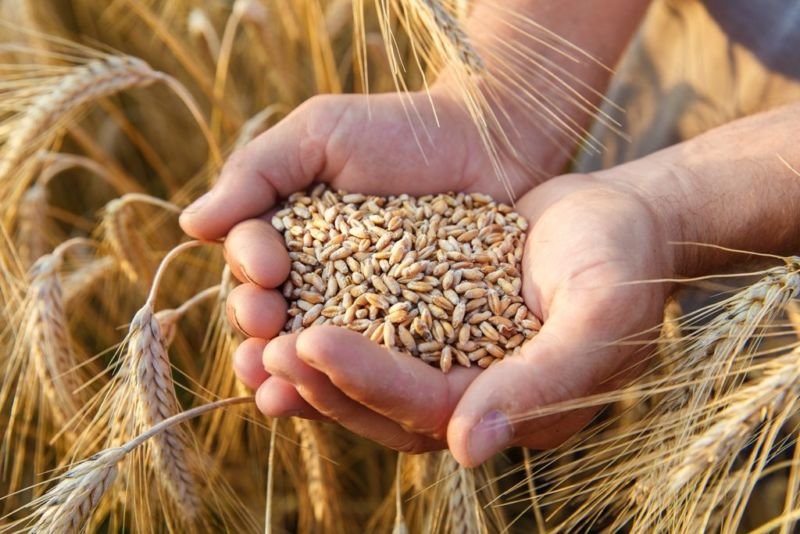 Аграрії Тернопільщини зібрали 1,2 млн тонн зерна
