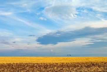 Чверть мільйона тонн зернових культур зібрали на полях Тернопільщини