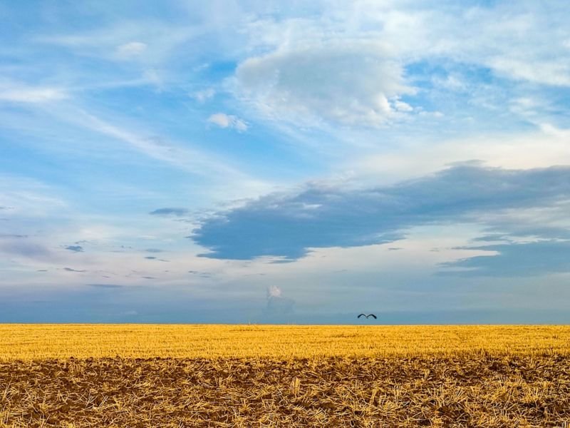 Чверть мільйона тонн зернових культур зібрали на полях Тернопільщини